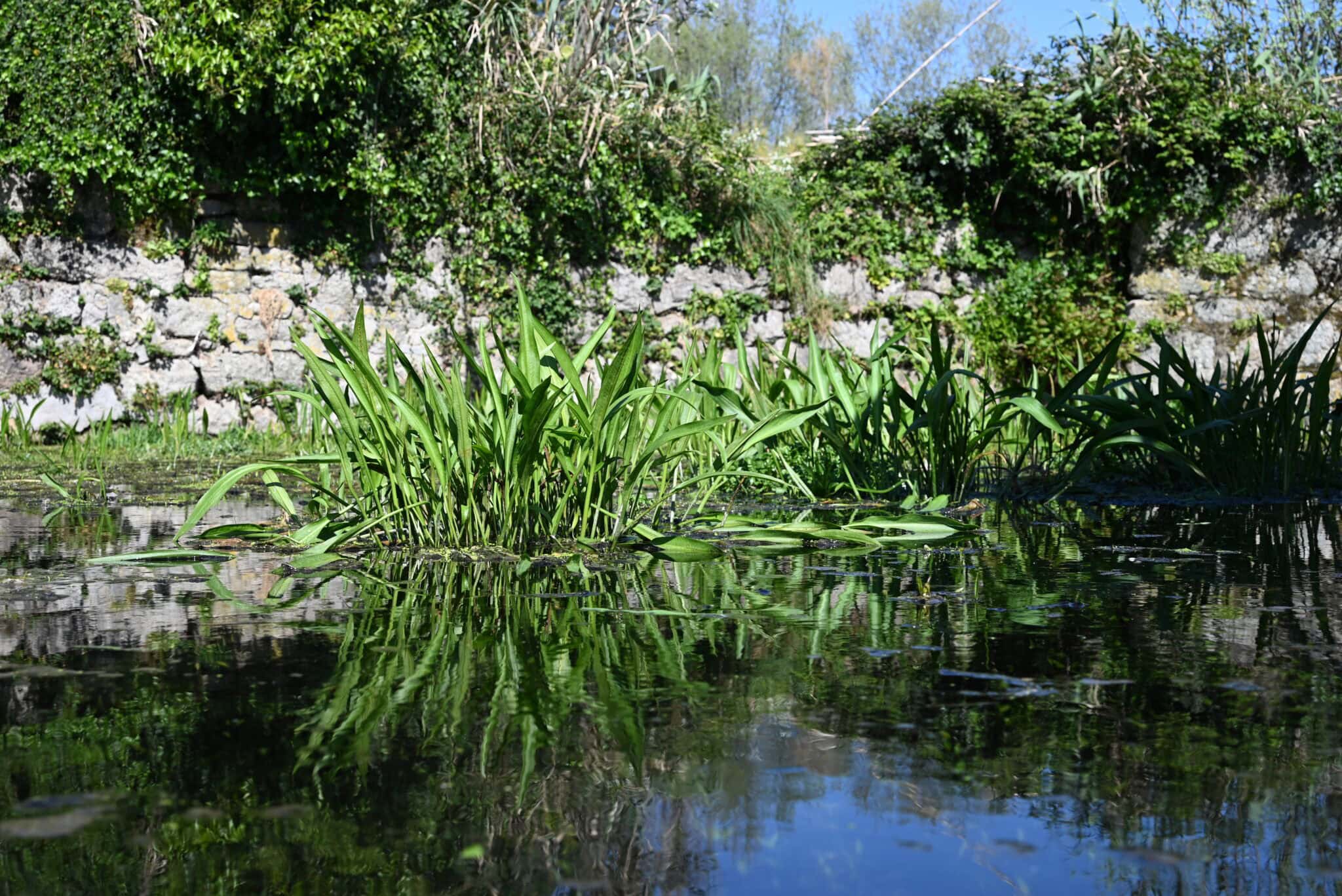 tanque de contumil (3)