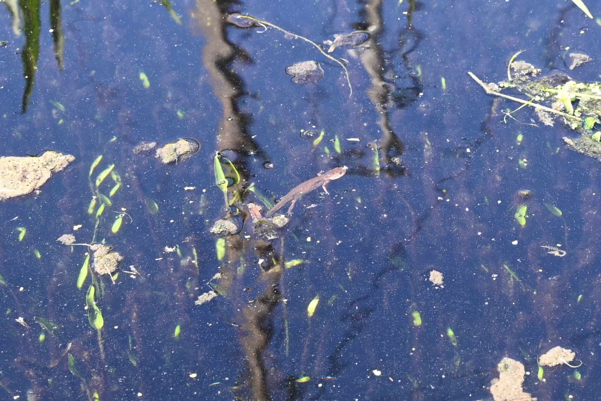 tanque de contumil (4)