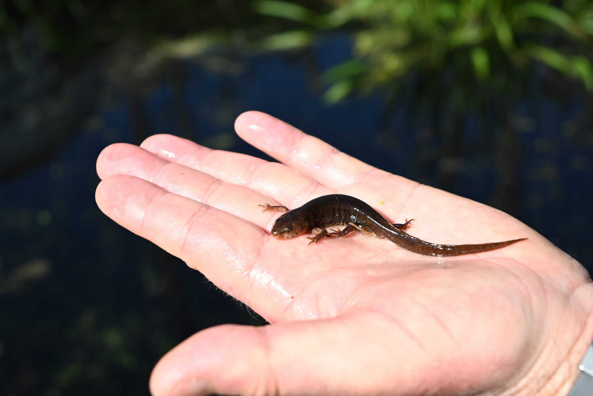 tanque de contumil (5)