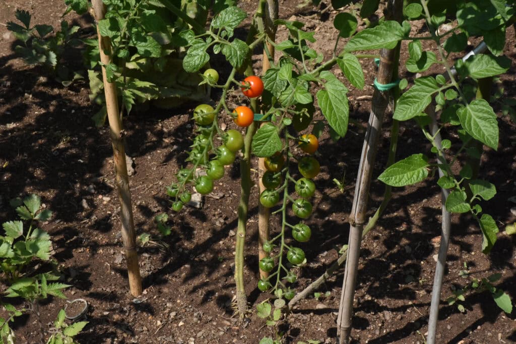 HORTA DE VILAR-03