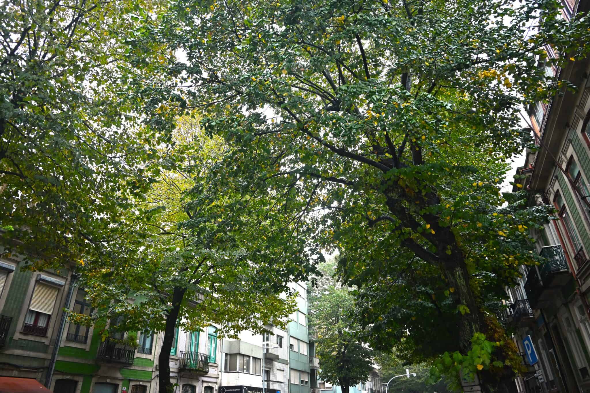 Av. Rodrigues Freitas 2