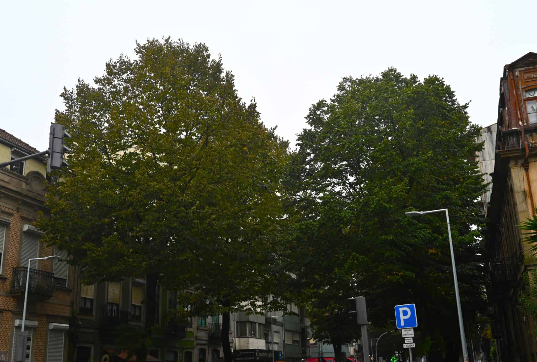 Av. Rodrigues freitas 1