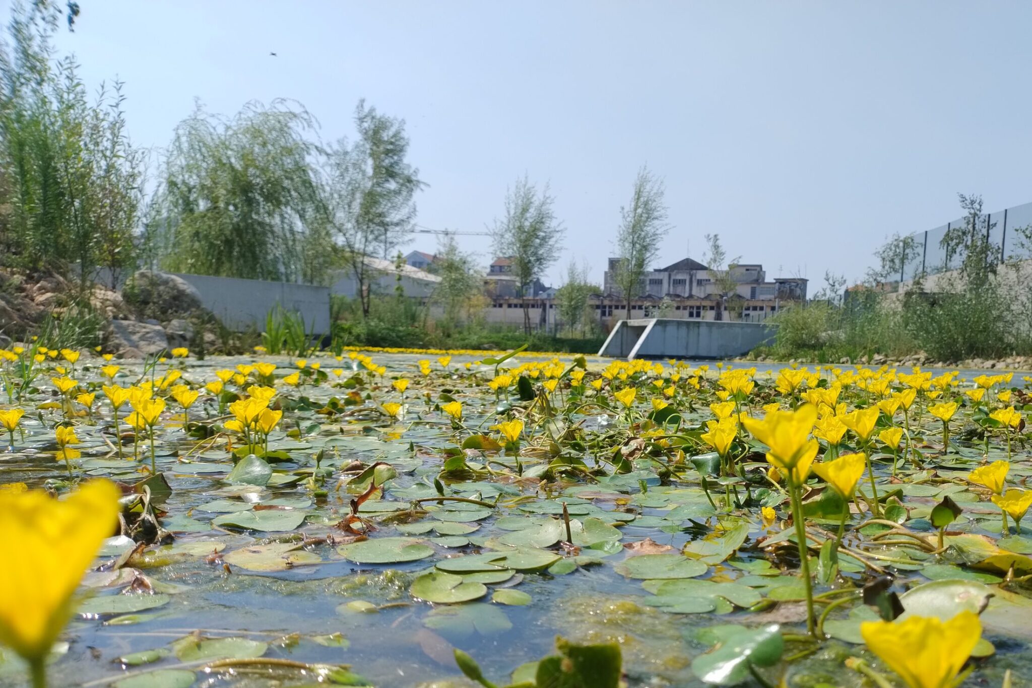 IMG_20250731_112944334