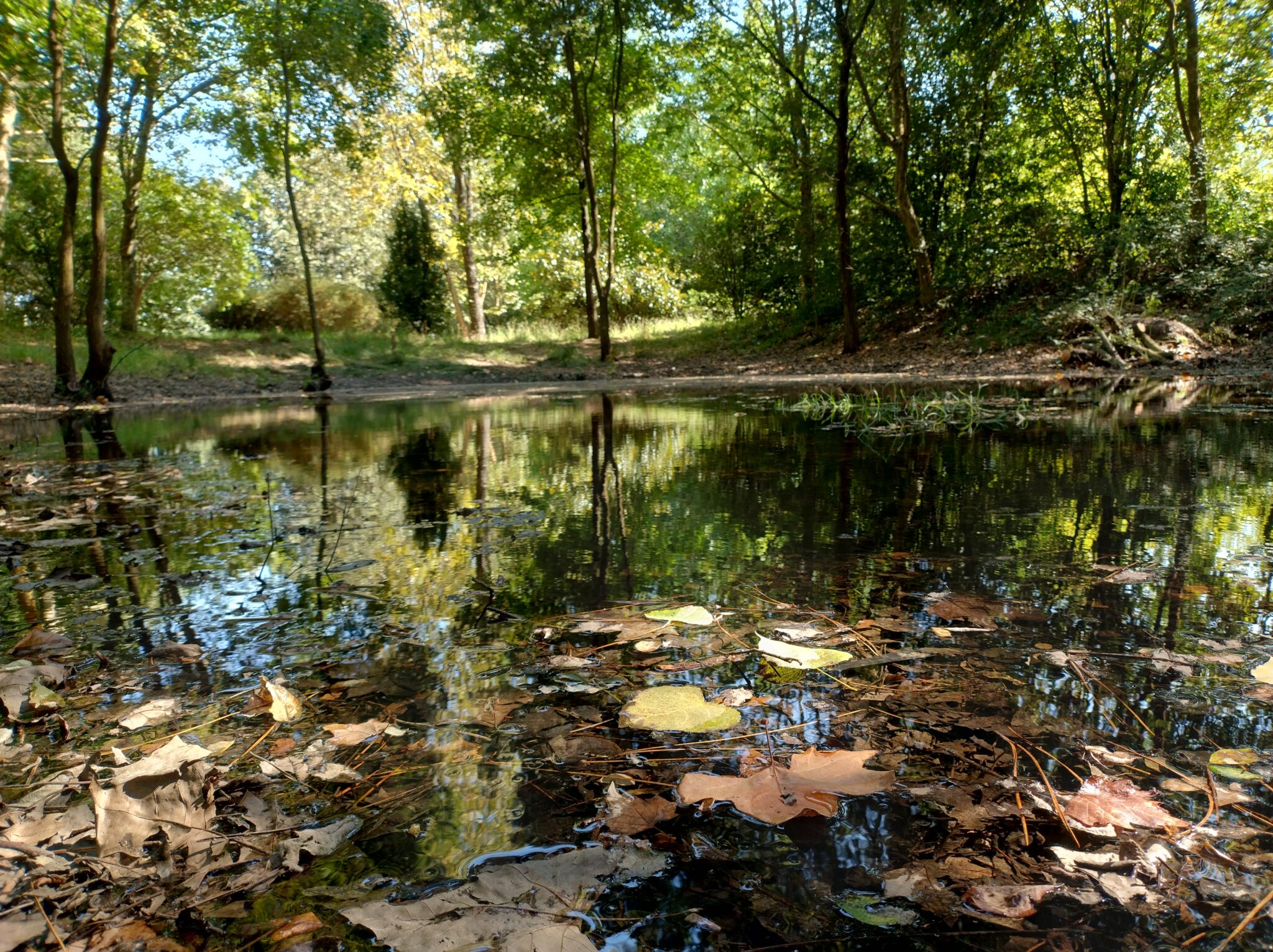 Charco maravilha