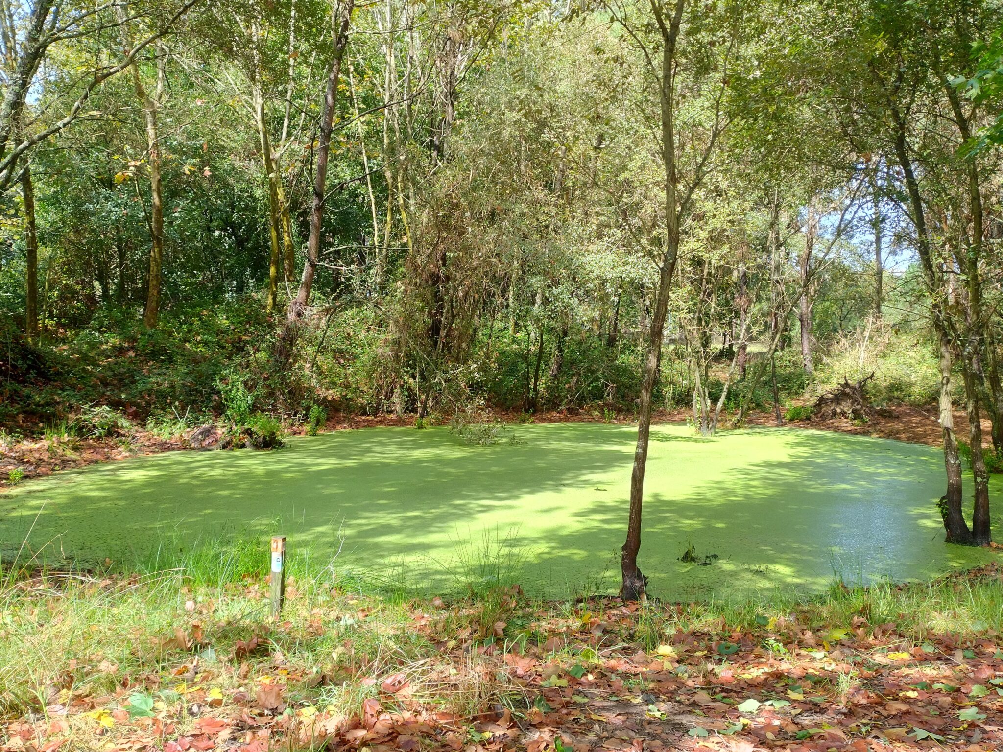Charco maravilha1