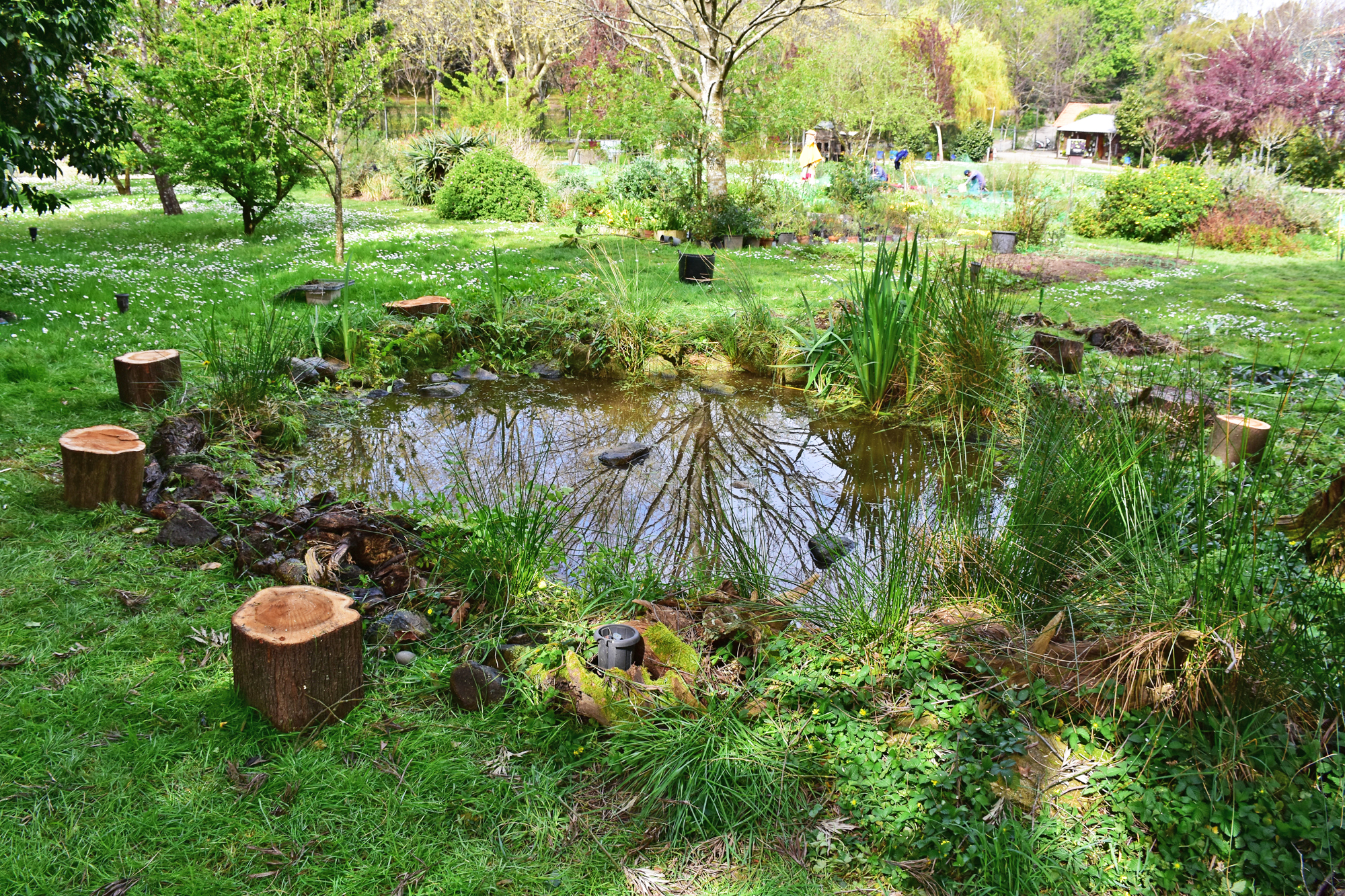 Charco Covelo (4)