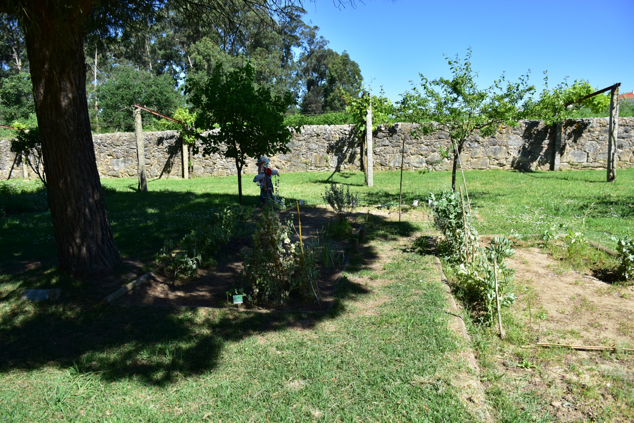 Horta Núcleo Rural (4)